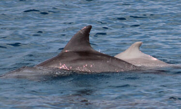 dolphin watching tours