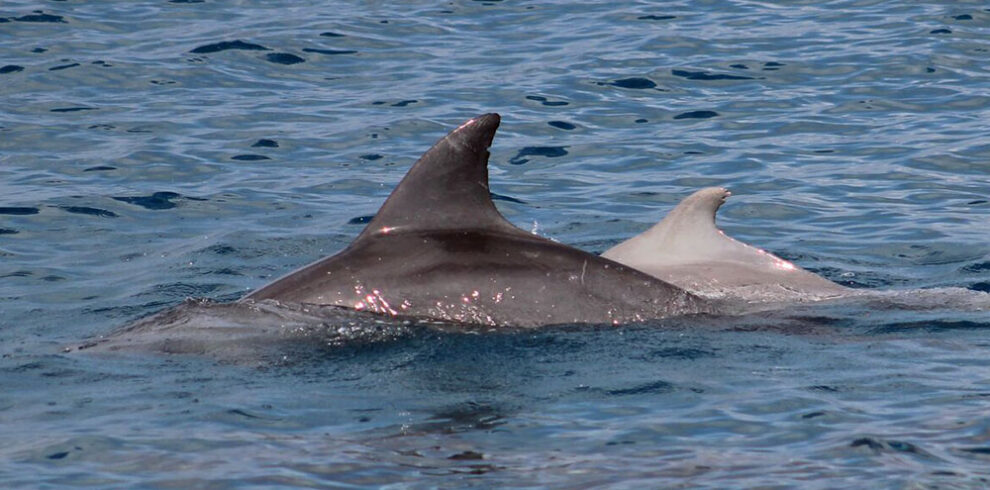 dolphin watching tours