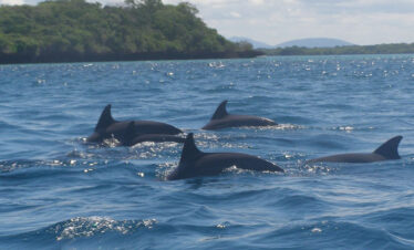 dolphin tour kisite mpunguti