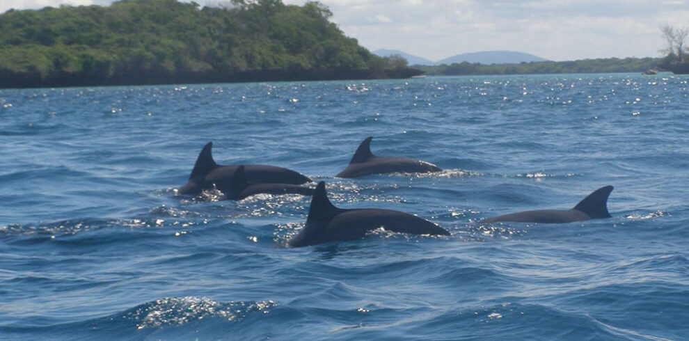 dolphin tour kisite mpunguti