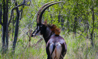 1 Day Shimba Hills National Reserve Tour