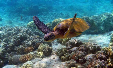 Half Day Dolphin and Snorkeling Tour in Watamu